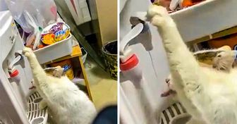 18 Gatos que evoluíram e se tornaram criaturas mais avançadas