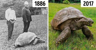Jonathan, uma tartaruga tão velha que viveu cerca de três séculos