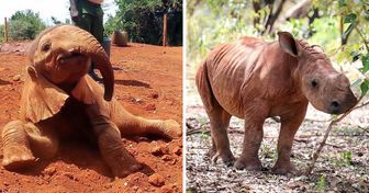 Elefantes, girafas e rinocerontes órfãos são resgatados e colocados para ’adoção’ no Quênia