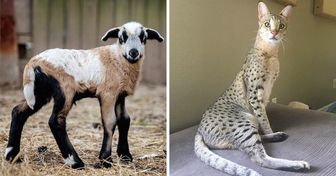 13 Animais híbridos impressionantes que realmente existem