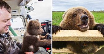 Pilotos adotaram um urso que não conseguia viver na natureza, e ele se acostumou à vida no aeroporto