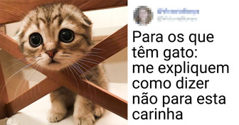 14 Fotos que vão causar uma explosão de fofura no seu coração