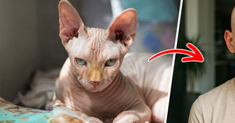 Como seriam 10 raças de gatos famosas se fossem gente