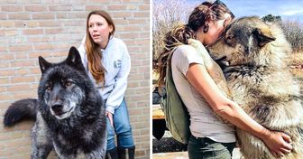 18 Cruzamentos de cães com lobos que dá vontade de levar para casa