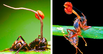 Um fungo que transforma formigas em zumbis