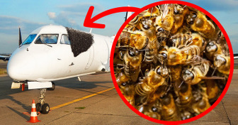 Um enxame de abelhas invadiu o aeroporto, mas uma solução incomum foi encontrada