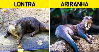 15 Duplas de animais tão parecidos que acabam sendo confundidos (parte 2)