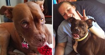 Depois de viver em um abrigo por 400 dias, esta cachorrinha foi adotada, e agora vive feliz com sua nova família
