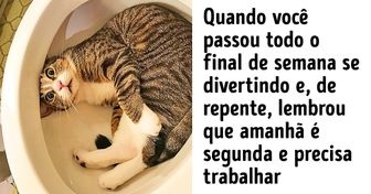 15 Animais com um comportamento parecido com o dos seres humanos