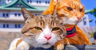 Gatos são adotados e agora viajam pelo Japão com o dono porque sentem muitas saudades dele