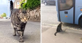 Este é George, um gato escocês que viaja sozinho e cativa todo mundo com suas aventuras