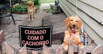 18 Animais que fazem tudo menos honrar a placa de “Cuidado com o cachorro”