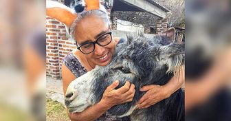 Santuário no México resgata burros maltratados para serem cuidados e protegidos