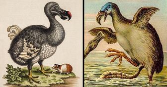 As 12 maiores aves pré-históricas que já existiram