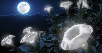 Transforme seu jardim em um conto de fadas com 20 flores que abrem à noite