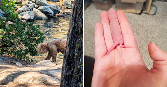 O que você vê? Estas 15 fotos confusas desafiarão seu cérebro