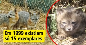 10 Animais que saíram do risco de extinção e continuam sendo vistos no planeta