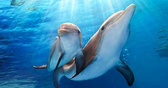 Um golfinho adota uma pequena baleia órfã e surpreende os especialistas