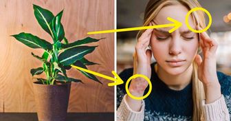 10 Plantas de interior que podem estar lentamente prejudicando sua saúde
