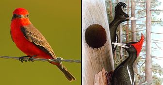 10 Espécies de aves extintas ou sob grande risco de extinção