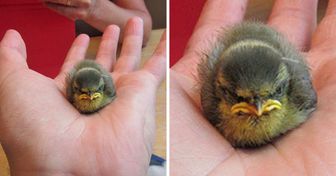 26 Animais que ficam muito mais lindos quando estão furiosos