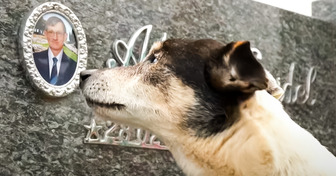 A história do cão brasileiro que visitou o túmulo do dono por anos e ganhou uma estátua em homenagem