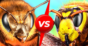 Abelhas VS vespas-mandarinas. Quem vencerá?