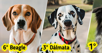 8 Raças de cachorros que são adoráveis, mas exigem donos experientes