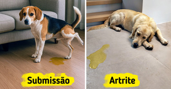 10 Razões pelas quais seu cão continua fazendo xixi dentro de casa