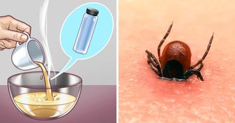 10 Maneiras eficazes de evitar que as pulgas torturem seu pet