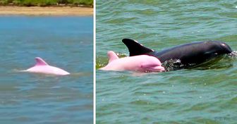 Um raro golfinho nariz de garrafa rosa teve um filhote e, agora, aumentam as chances dessa subespécie aumentar