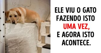 20 Fotos que provam que ninguém pode fazer você rir mais do que seus pets