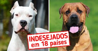 8 Cães que foram proibidos em diferentes países