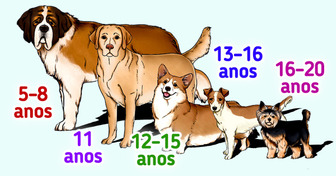 Um guia sobre quanto tempo vivem diferentes raças de cães