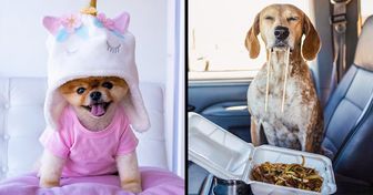 12 Cães famosos no Instagram que derretem o coração de qualquer um