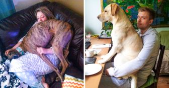 21 Cães que não têm noção do espaço de seus donos