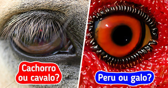 Teste: Você consegue adivinhar o animal só pelo olhar?