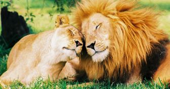 O que os animais podem nos ensinar sobre o amor e a paixão