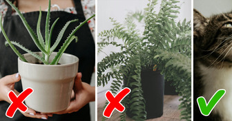 20+ Plantas que parecem inofensivas, mas escondem grandes perigos