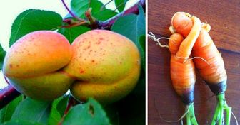 23 Frutas e legumes que parecem ter ganhado vida