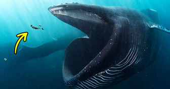 Se uma baleia engolisse você, o que aconteceria?