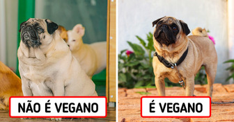 Cachorros podem ser veganos? O que pode acontecer quando seu cão para de comer carne