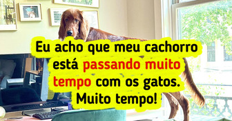 15 Flagras que captam a beleza caótica de ser pet