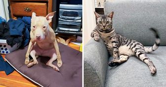 20 Pets que se sentam como querem, sem se importar com o quão estranho possa parecer