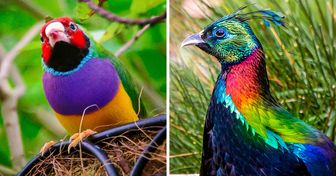 Conheça 15 belas aves que vivem no Planeta, antes que algumas desapareçam