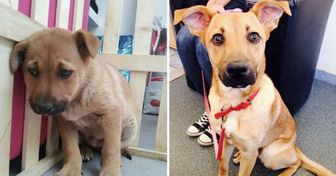 15 Animais, antes e depois da adoção