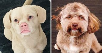 10 Cães que parecem demais com humanos