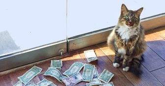 Gato é levado a um escritório para eliminar os ratos e de repente começa a ganhar dinheiro