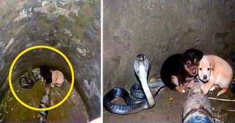 Dois cãezinhos caem em buraco onde havia uma cobra, e algo incrível acontece