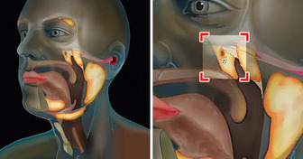 Sem querer, cientistas descobrem um novo e extraordinário órgão no corpo humano